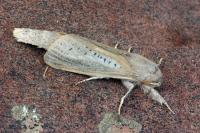 Phragmataecia castaneae