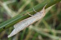Phragmataecia castaneae