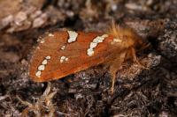 Phymatopus hecta