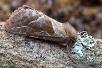 Triodia sylvina