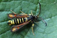 Bembecia ichneumoniformis
