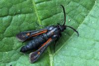 Bembecia ichneumoniformis