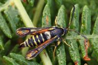 Bembecia psoraleae