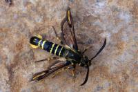 Bembecia psoraleae