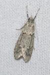 Diurnea fagella