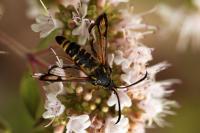 Bembecia scopigera