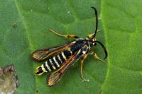 Bembecia scopigera