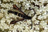 Bembecia uroceriformis