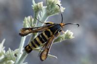 Bembecia uroceriformis