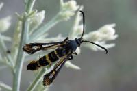 Bembecia uroceriformis