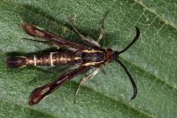 Chamaesphecia aerifrons