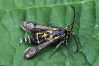 Chamaesphecia bibioniformis