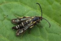 Chamaesphecia bibioniformis