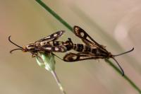 Chamaesphecia empiformis