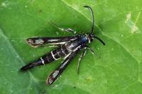 Chamaesphecia mysiniformis