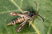 Chamaesphecia mysiniformis