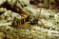 Paranthrene insolita polonica