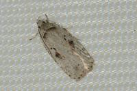 Agonopterix ocellana