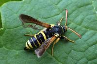 Paranthrene tabaniformis synagriformis