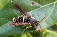 Paranthrene tabaniformis synagriformis