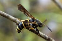 Paranthrene tabaniformis tabaniformis