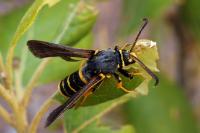 Paranthrene tabaniformis tabaniformis