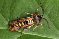 Pennisetia hylaeiformis