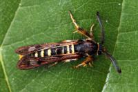 Pennisetia hylaeiformis