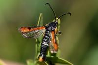 Pyropteron chrysidiforme