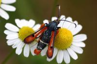 Pyropteron chrysidiforme
