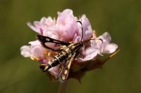 Pyropteron muscaeforme