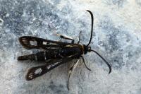 Pyropteron muscaeforme