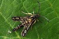 Pyropteron muscaeforme