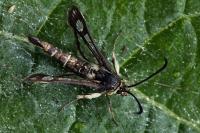 Pyropteron muscaeforme
