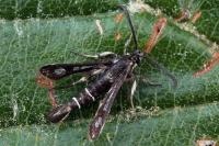 Pyropteron muscaeforme