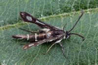 Pyropteron muscaeforme