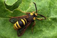 Sesia apiformis