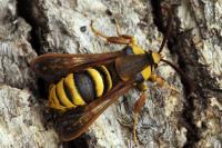 Sesia apiformis