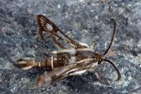 Pyropteron affine