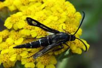 Pyropteron affine
