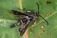 Pyropteron affine