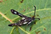 Pyropteron affine