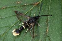 Synanthedon andrenaeformis