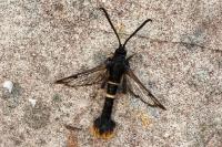 Synanthedon andrenaeformis