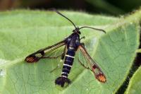 Synanthedon conopiformis