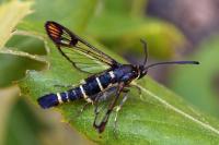 Synanthedon conopiformis
