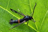 Synanthedon culiciformis