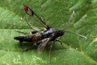 Synanthedon formicaeformis