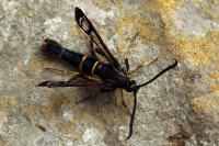 Synanthedon loranthi