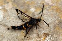 Synanthedon loranthi